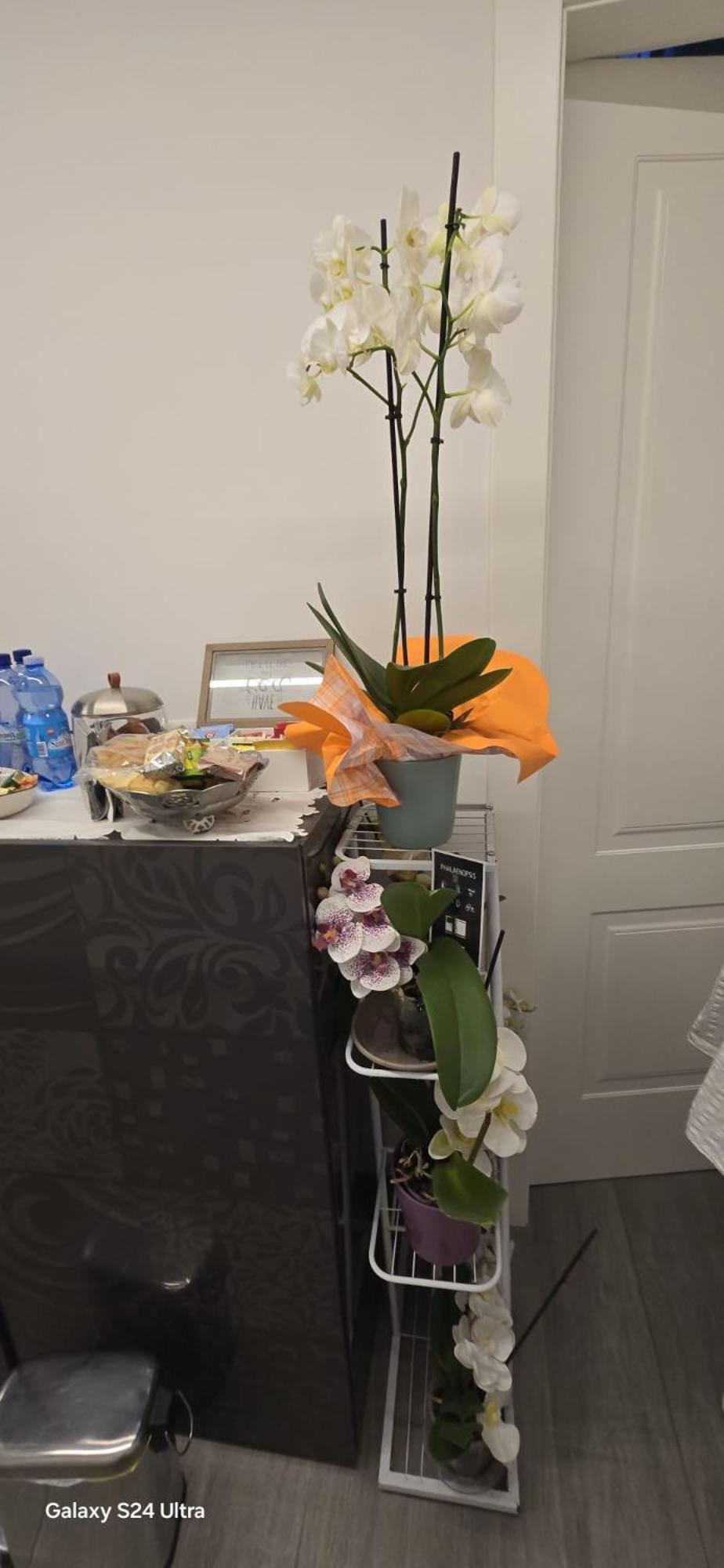 Bed and Breakfast Orchidea Boloňa Exteriér fotografie